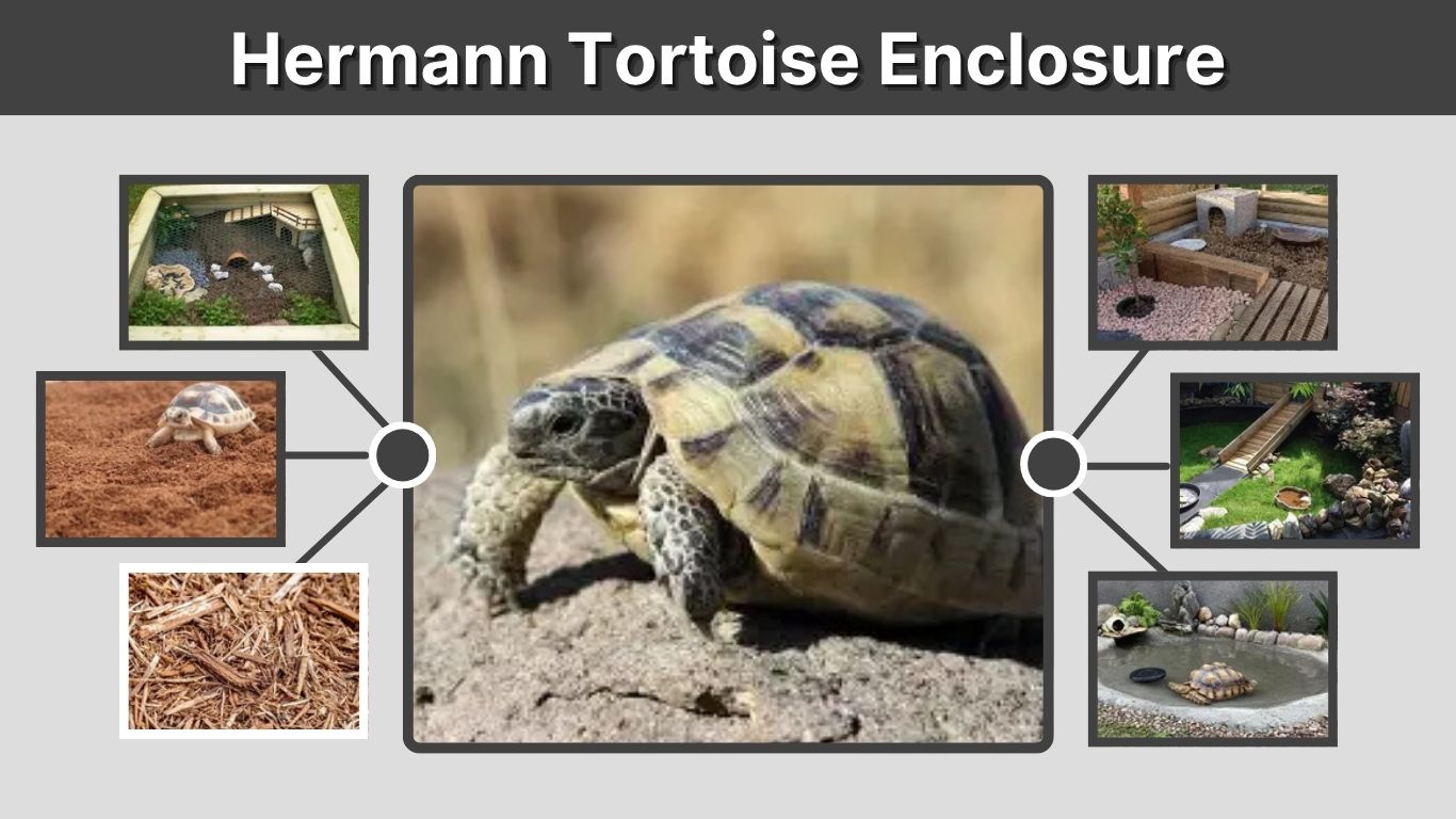 Hermann Tortoise Enclosure: Size, Setup & Ideas