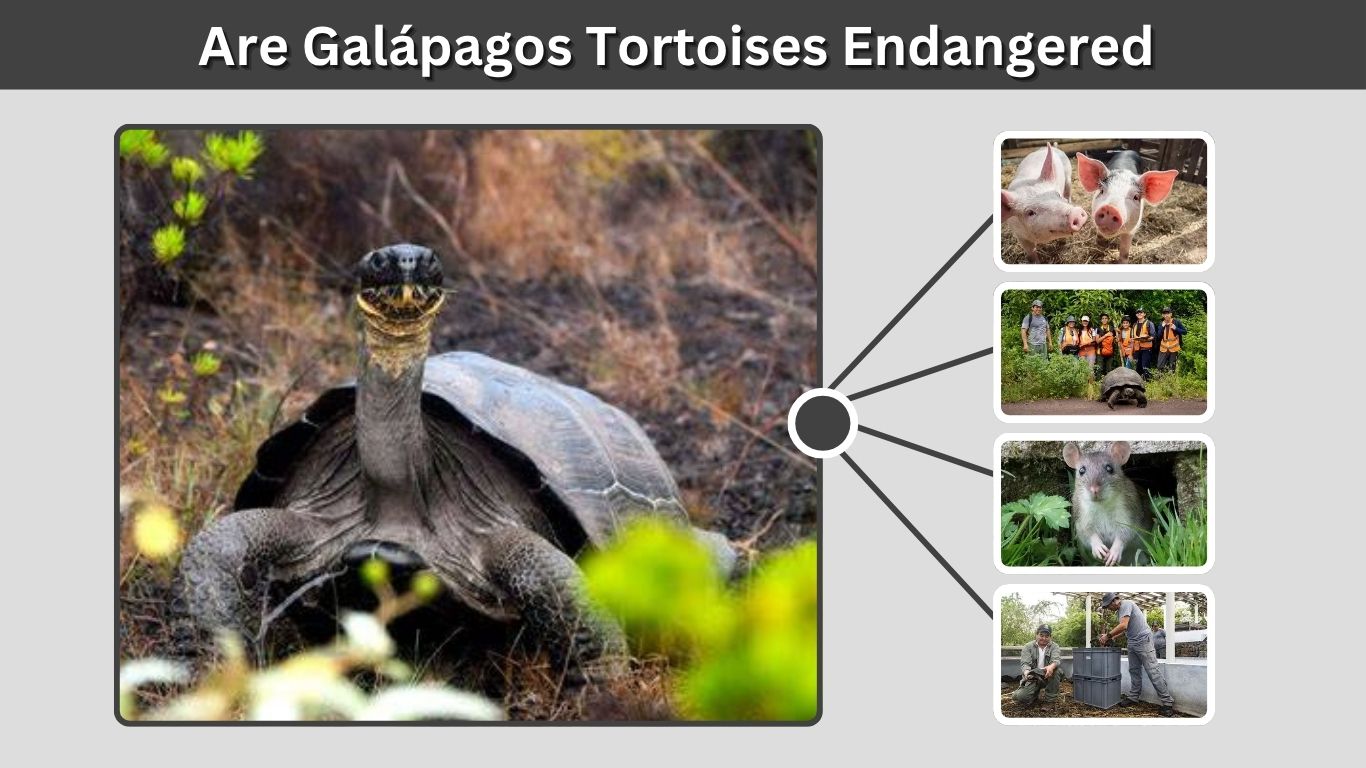 Are Galápagos Tortoises Endangered? Status, Threats and Conservation