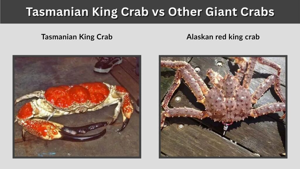 Tasmanian King Crab vs Other Giant Crabs
