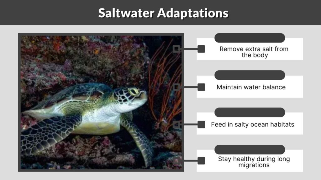 Saltwater Adaptations
