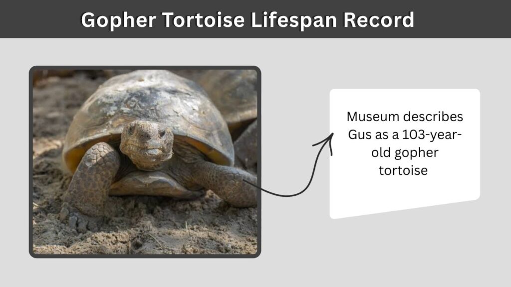 Gopher Tortoise Lifespan Record