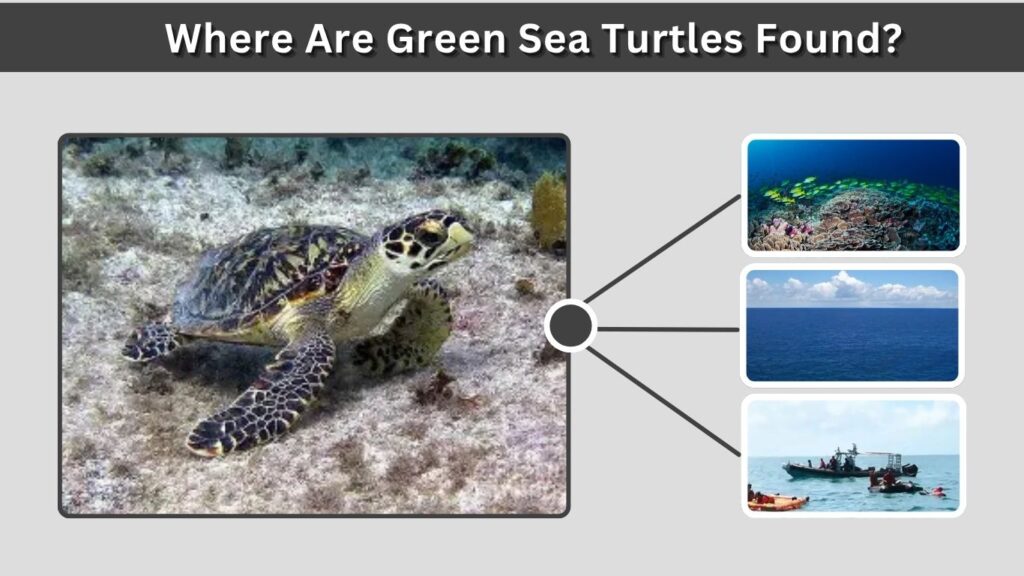 Where Are Green Sea Turtles Found?
