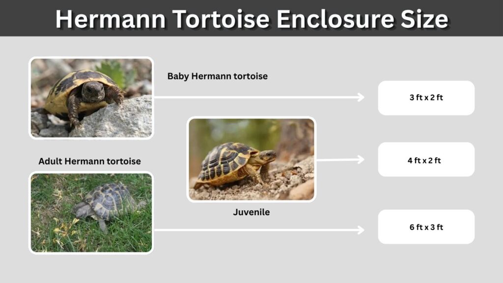 Hermann Tortoise Enclosure Size