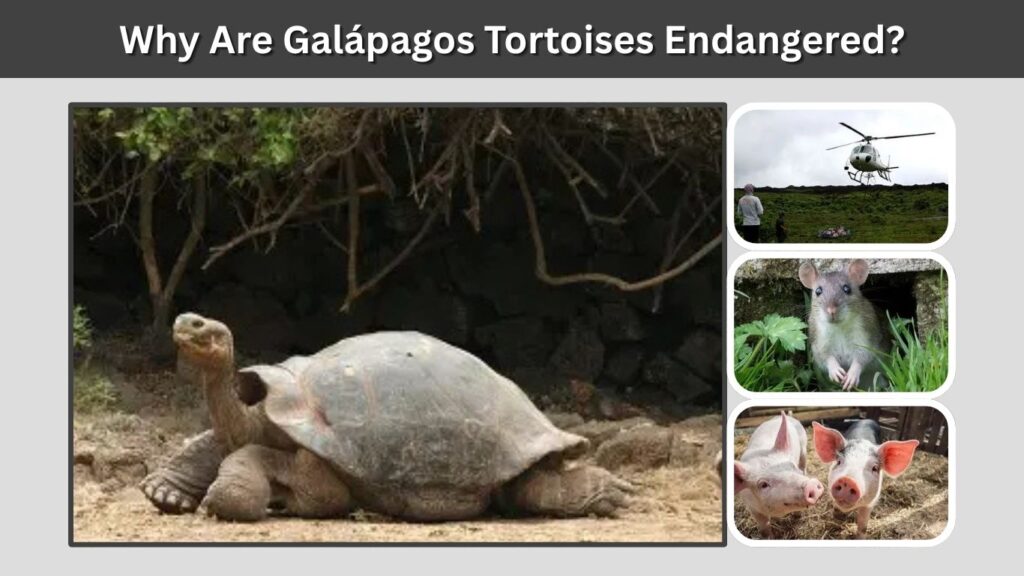 Why Are Galápagos Tortoises Endangered?