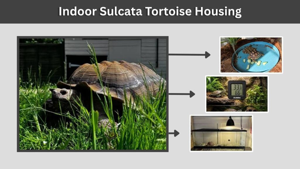 Indoor Sulcata Tortoise Housing