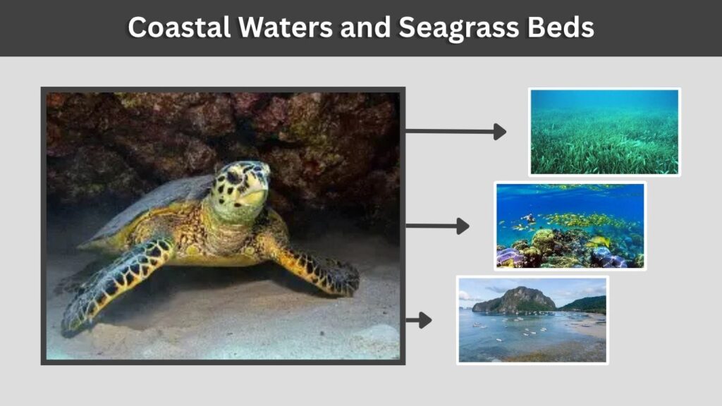 Coastal Waters and Seagrass Beds