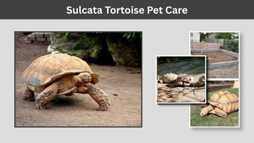 Sulcata Tortoise Pet Care
