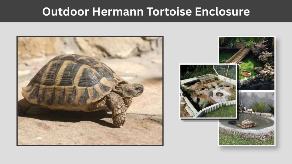 Outdoor Hermann Tortoise Enclosure