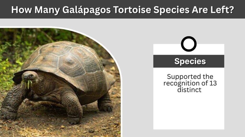 How Many Galápagos Tortoise Species Are Left?