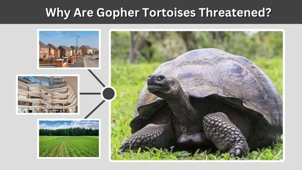 Why Are Gopher Tortoises Threatened?