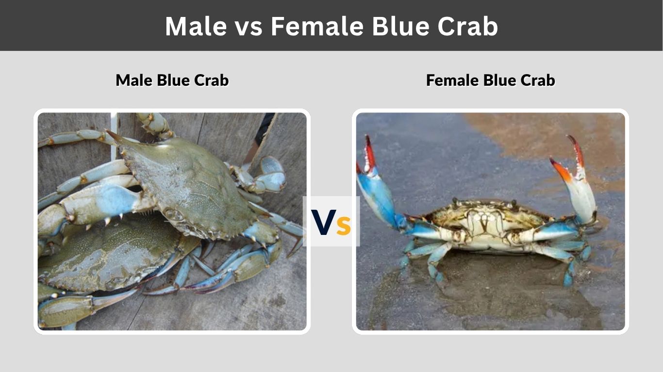 Male vs Female Blue Crab: Differences, Taste, and Eggs