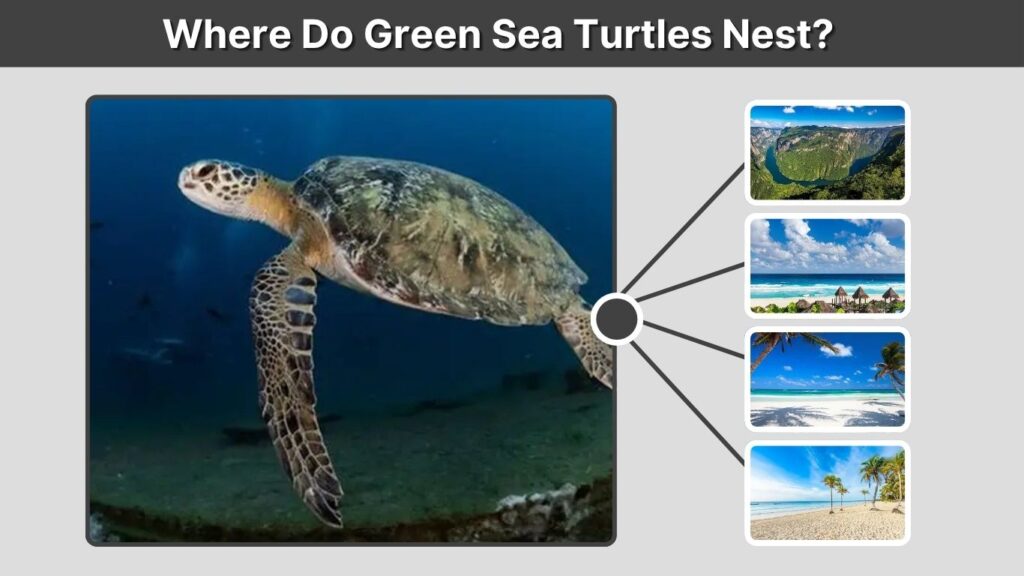 Where Do Green Sea Turtles Nest?