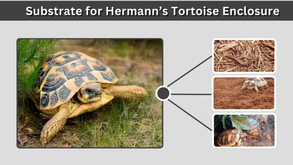Substrate for Hermann’s Tortoise Enclosure