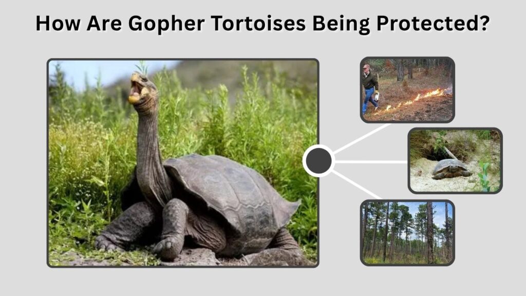 How Are Gopher Tortoises Being Protected?