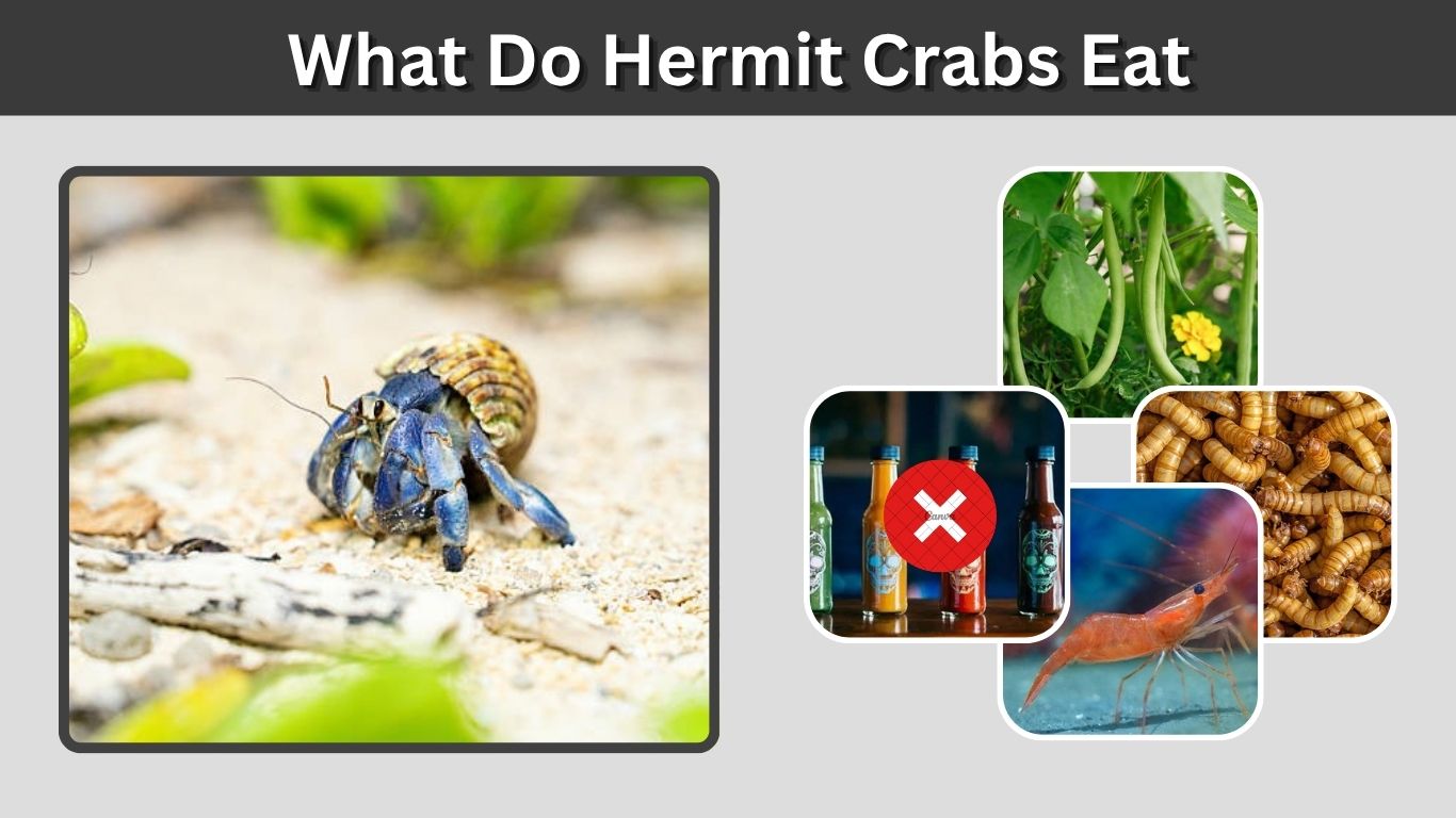What Do Hermit Crabs Eat? A Complete Feeding Guide