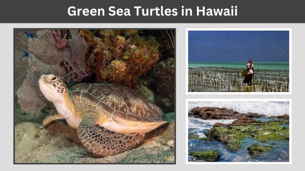 Green Sea Turtles in Hawaii