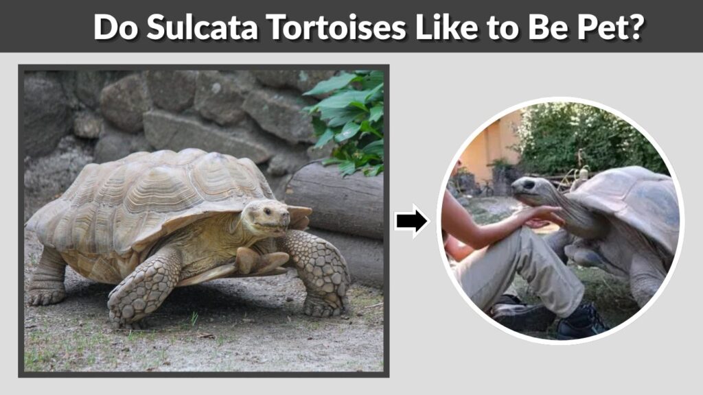 Do Sulcata Tortoises Like to Be Pet?
