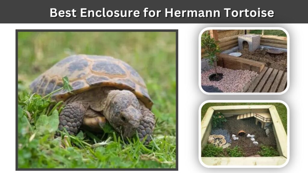 Best Enclosure for Hermann Tortoise