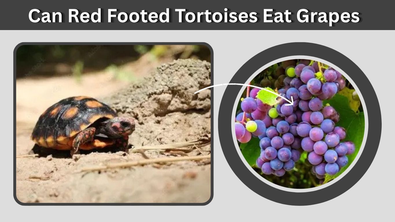 Can Red Footed Tortoises Eat Grapes? Feeding Guide