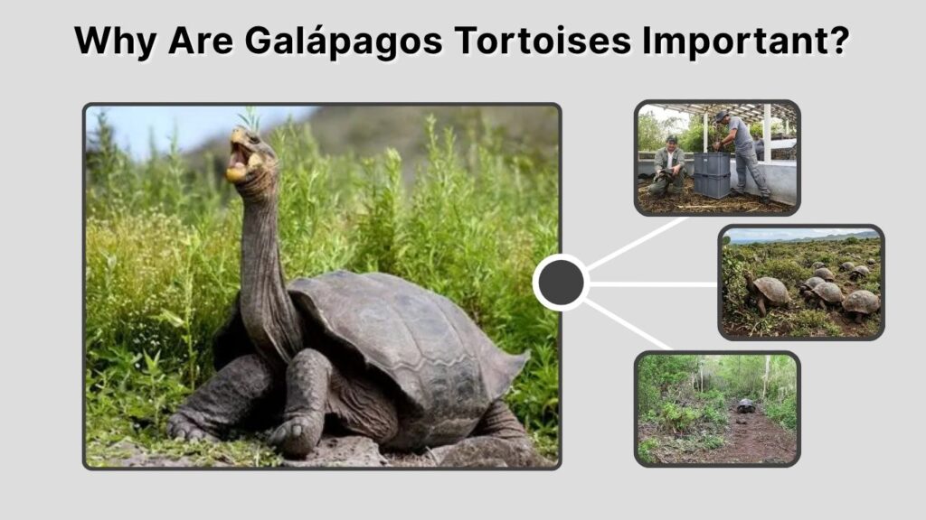 Why Are Galápagos Tortoises Important?