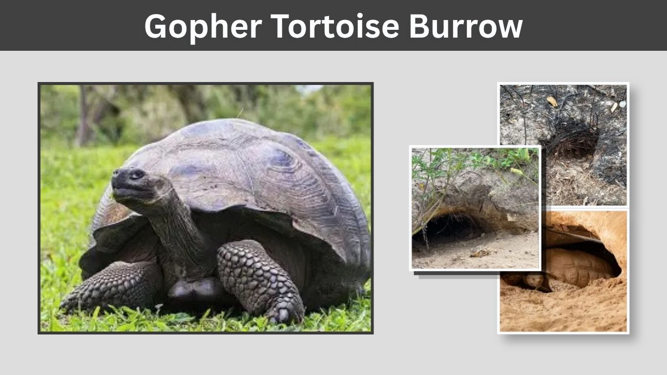 Gopher Tortoise Burrow: Size, Depth and Wildlife Uses