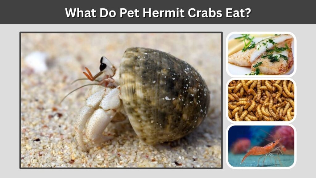 What Do Pet Hermit Crabs Eat?