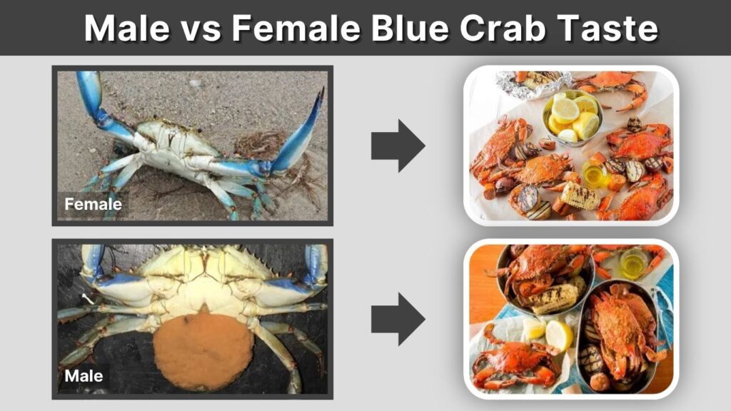 Male vs Female Blue Crab Taste