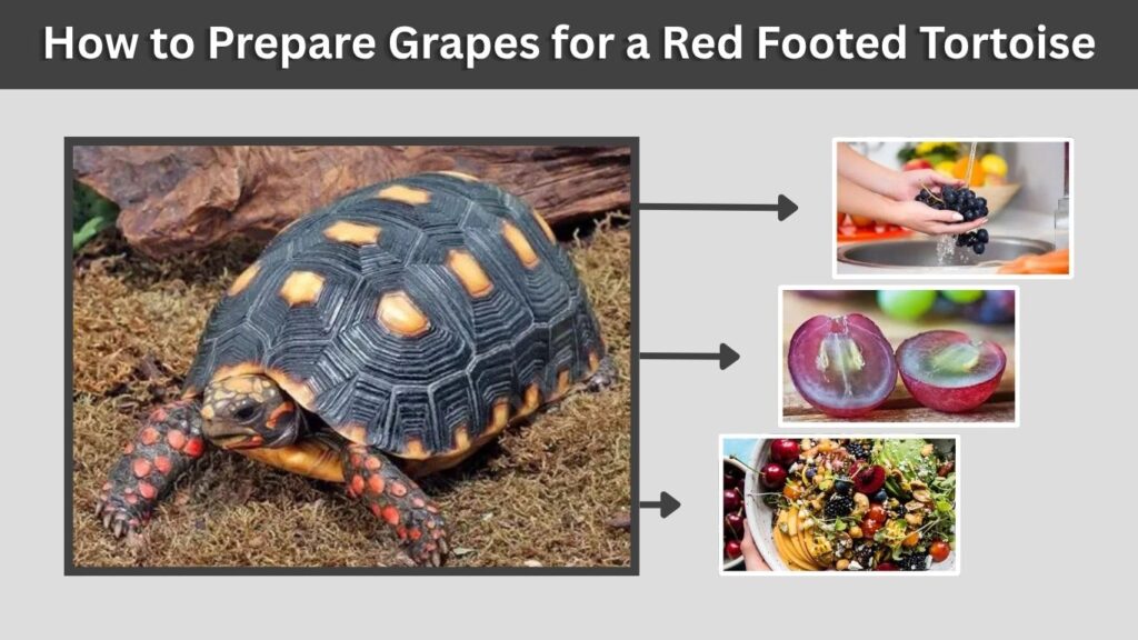 How to Prepare Grapes for a Red Footed Tortoise