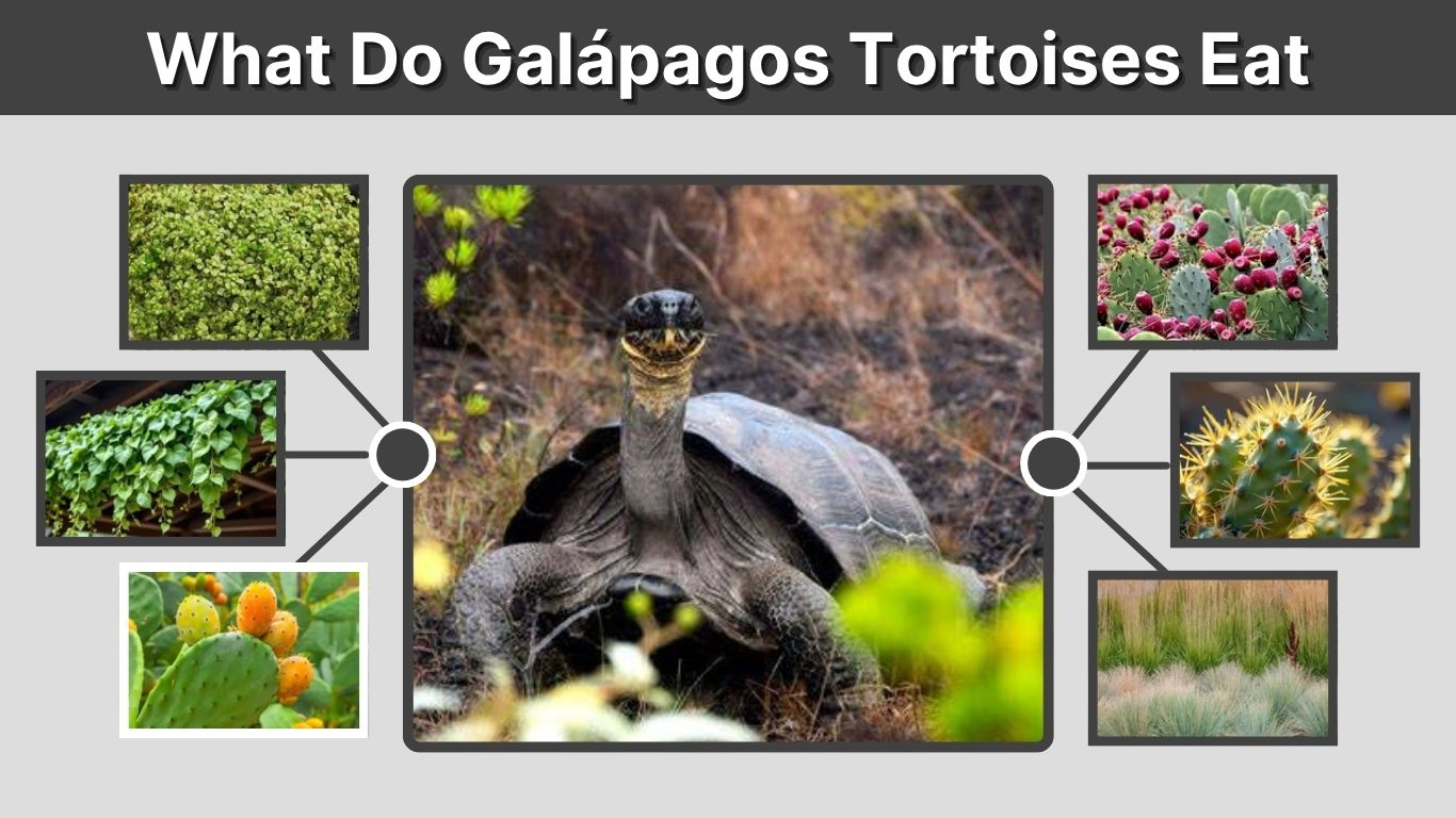 What Do Galápagos Tortoises Eat? 10 Favorite Foods