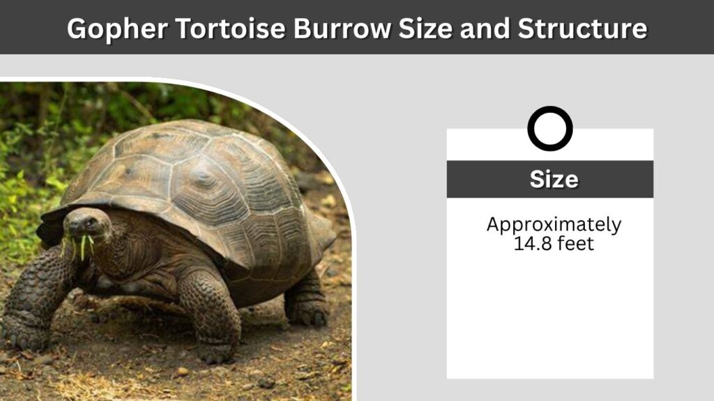 Gopher Tortoise Burrow Size and Structure