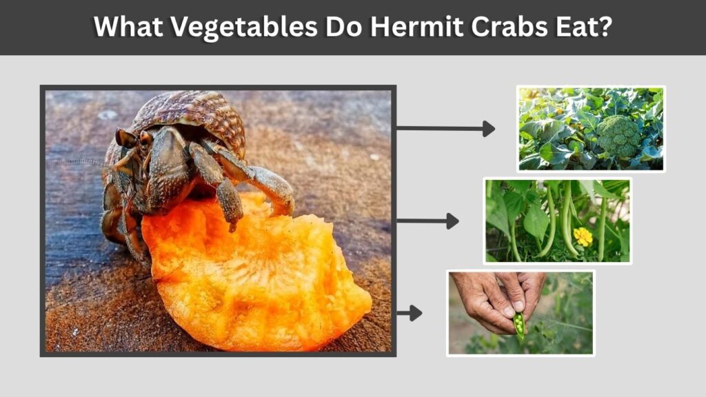 What Vegetables Do Hermit Crabs Eat?