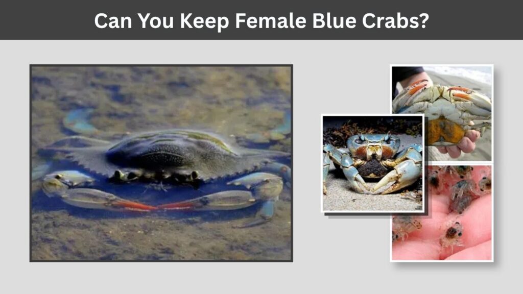 Can You Keep Female Blue Crabs?