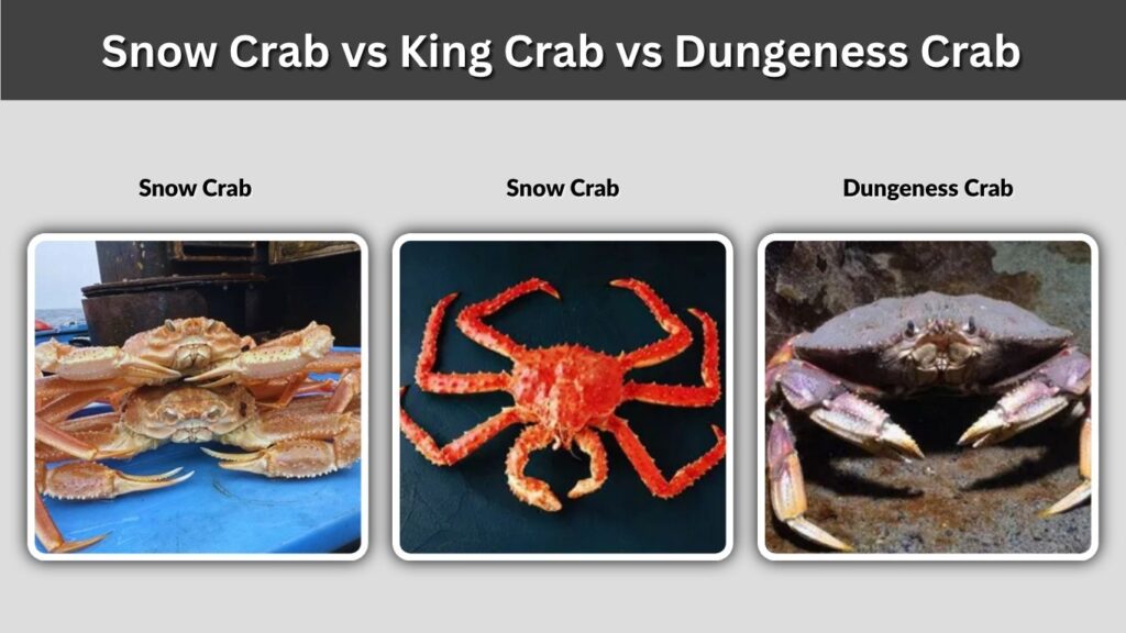 Snow Crab vs King Crab vs Dungeness Crab