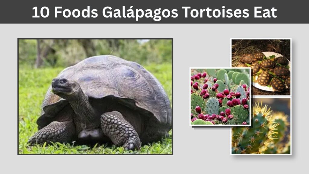 10 Foods Galápagos Tortoises Eat