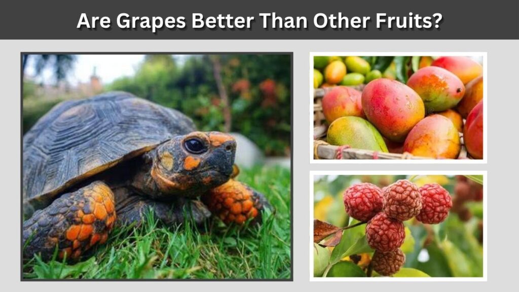 Are Grapes Better Than Other Fruits?
