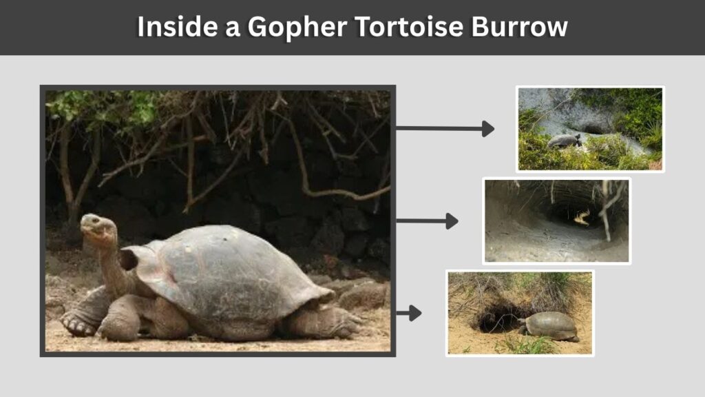 Inside a Gopher Tortoise Burrow