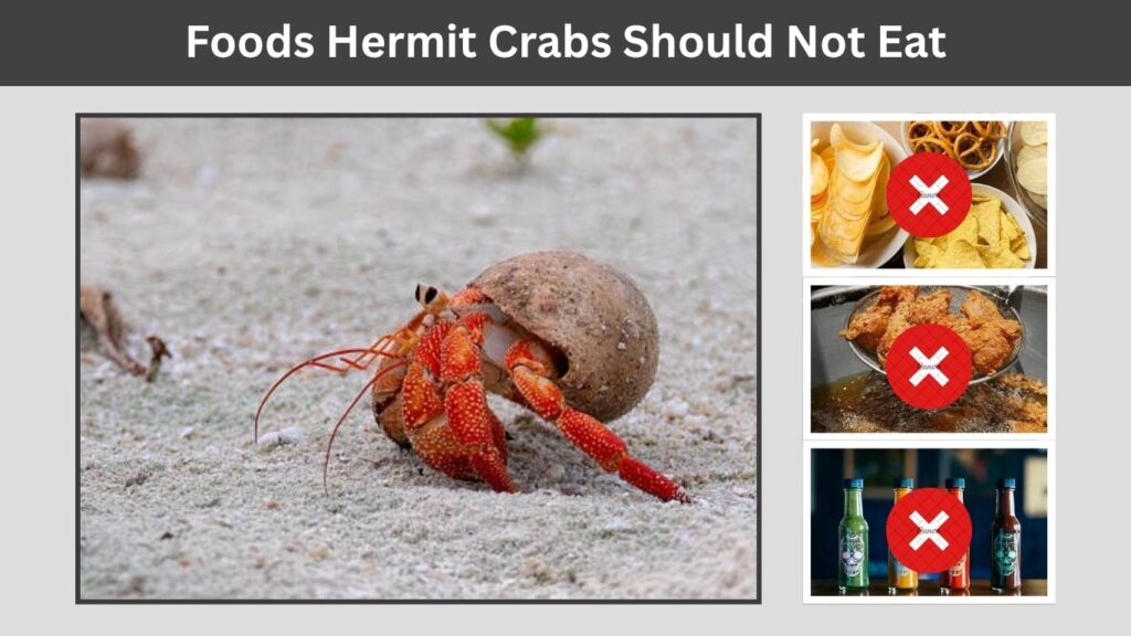 Foods Hermit Crabs Should Not Eat