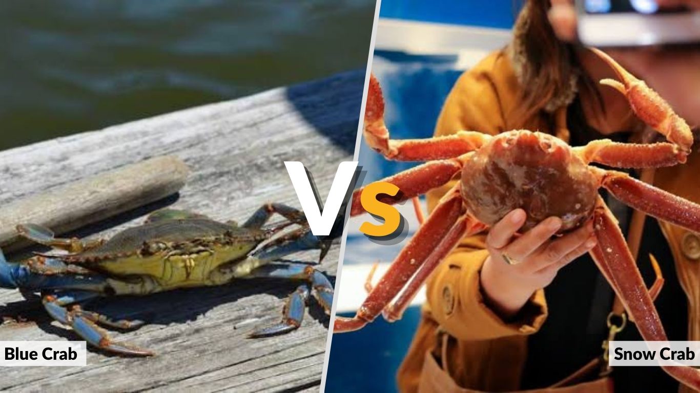 Blue Crab vs Snow Crab: Taste, Size, Legs, and More