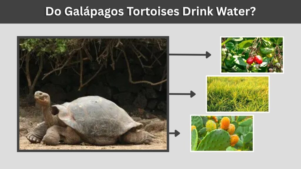 Do Galápagos Tortoises Drink Water?