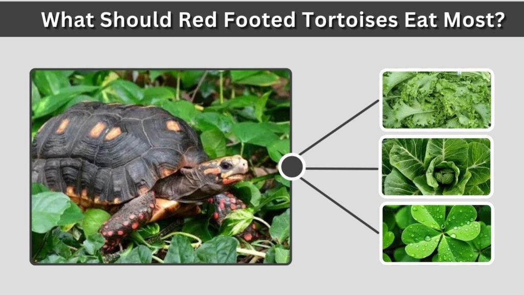 What Should Red Footed Tortoises Eat Most?