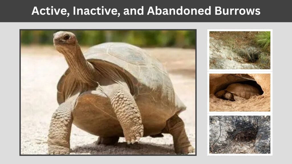 Active, Inactive, and Abandoned Burrows