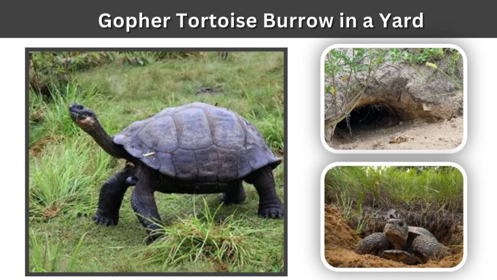 Gopher Tortoise Burrow in a Yard