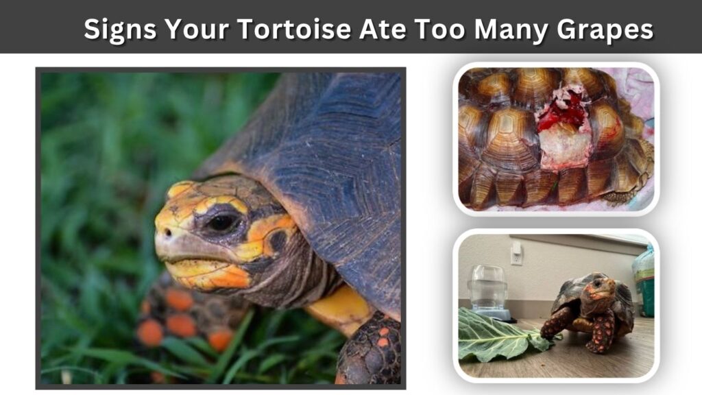 Signs Your Tortoise Ate Too Many Grapes