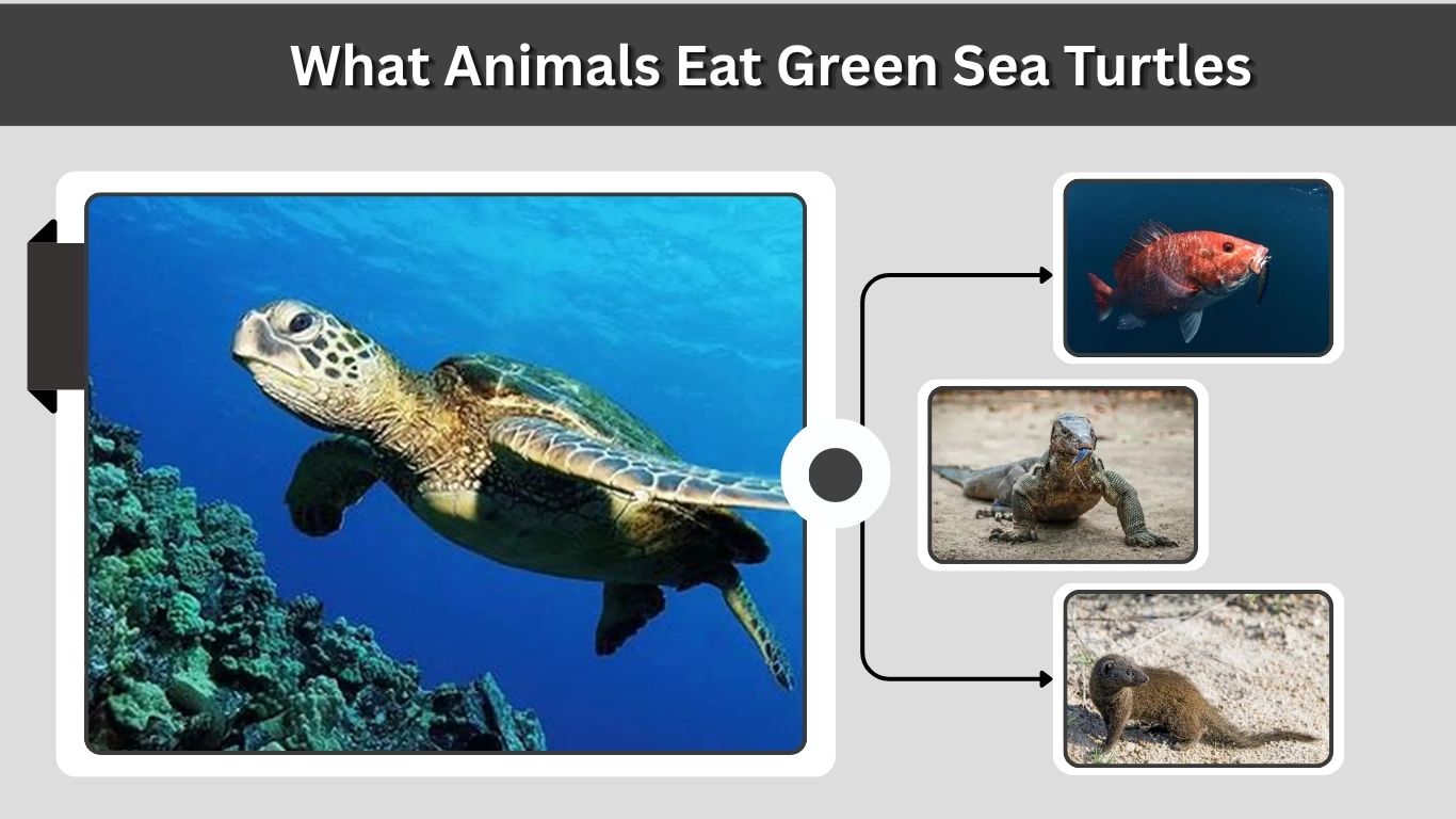 What Animals Eat Green Sea Turtles? Predators by Life Stage