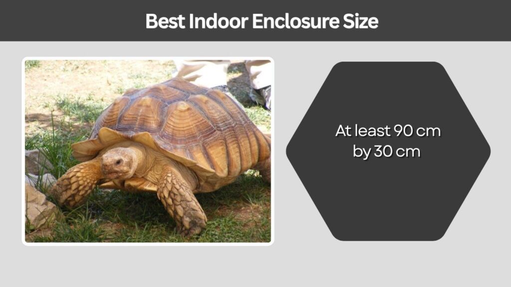Best Indoor Enclosure Size
