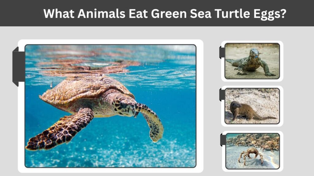 What Animals Eat Green Sea Turtle Eggs?