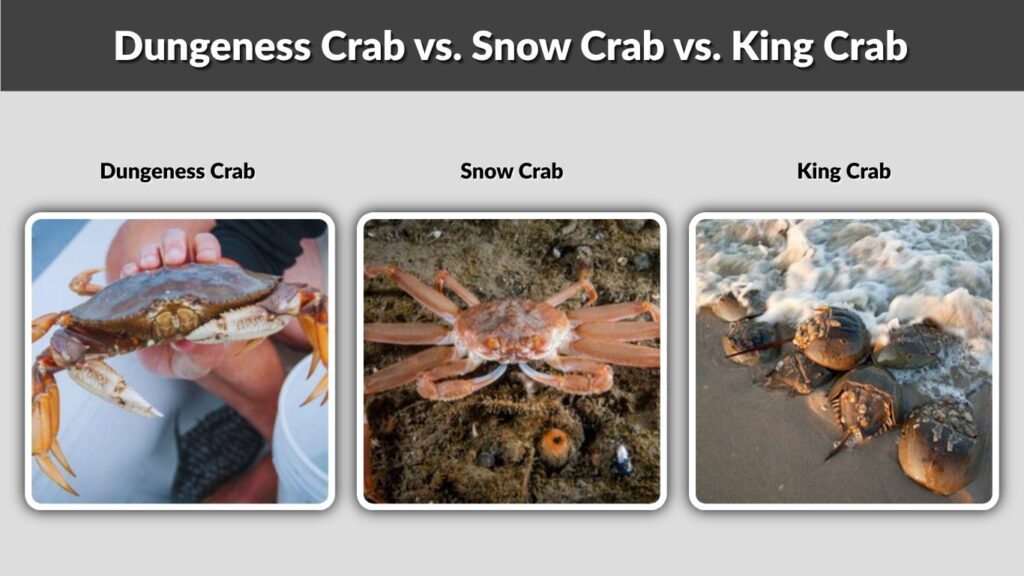 Dungeness Crab vs. Snow Crab vs. King Crab
