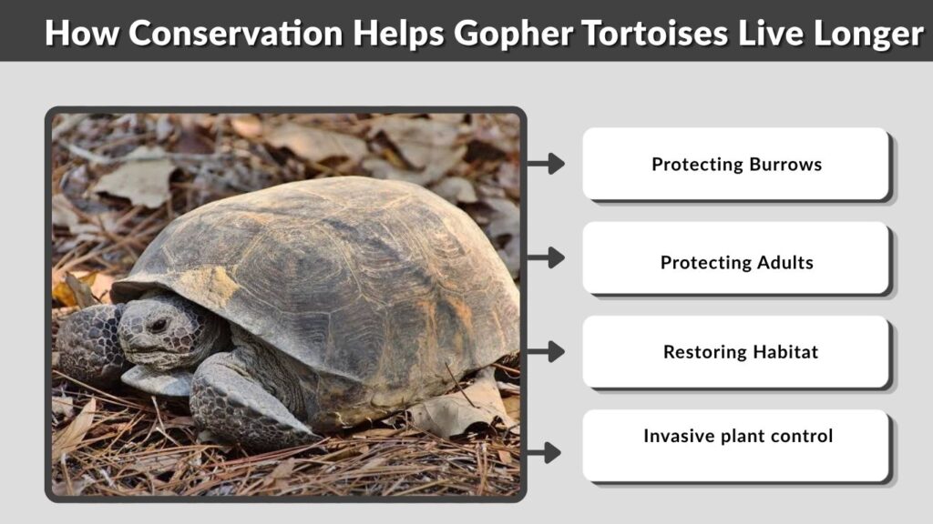 How Conservation Helps Gopher Tortoises Live Longer
