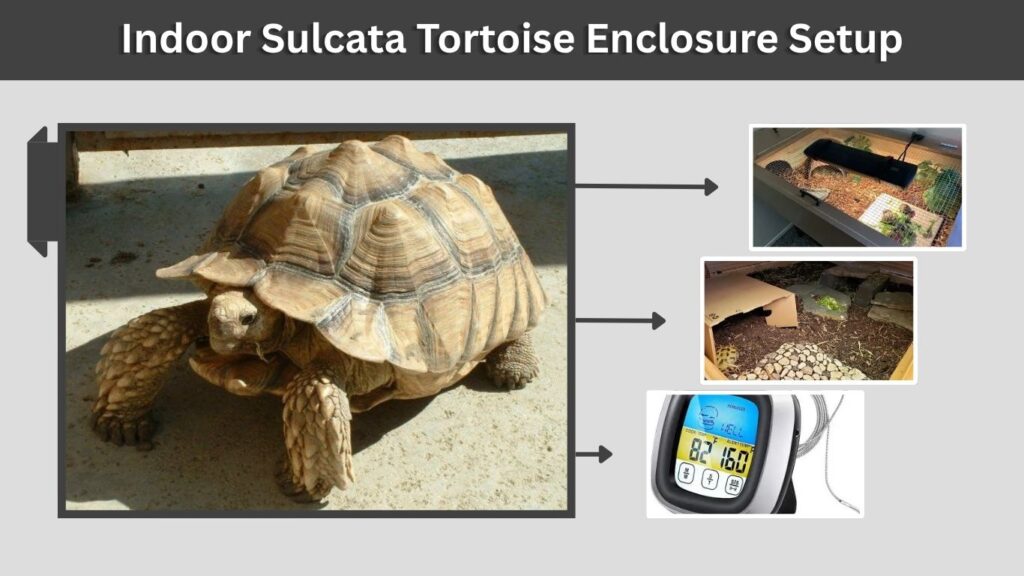 Indoor Sulcata Tortoise Enclosure Setup