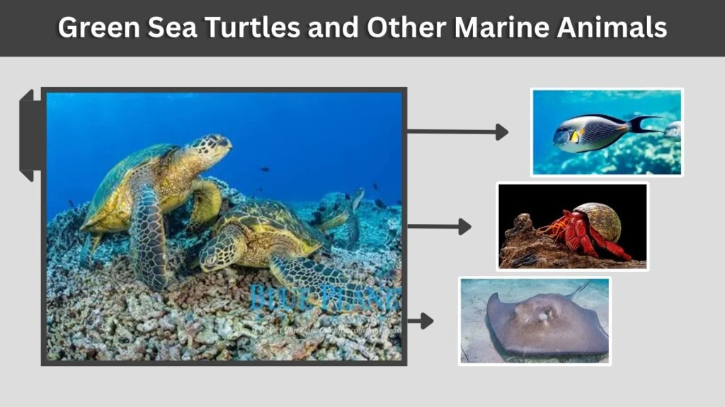 What Animals Eat Juvenile Green Sea Turtles?